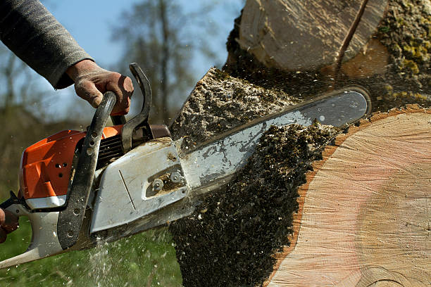 Residential Tree Removal in Daleville, VA